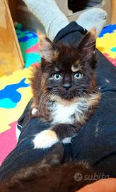 Cucciola Maine Coon con Pedigree
