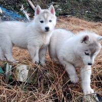 Cuccioli Siberian Husky