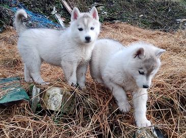 Cuccioli Siberian Husky