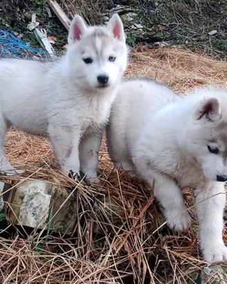 Cuccioli Siberian Husky