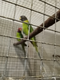 Parrocchetti testa di prugna