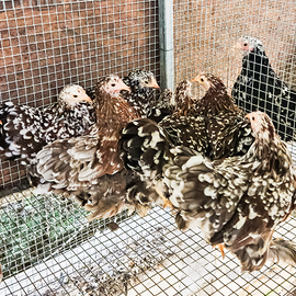 Galline cocincina nana millefiori