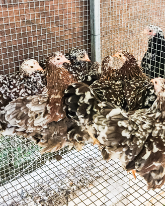 Galline cocincina nana millefiori