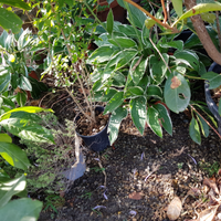 Giardinaggio (manutenzione verde) e pulizie ambie