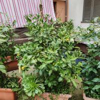 pianta di mandarini con vaso 