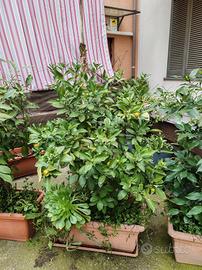 pianta di mandarini con vaso 