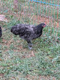 Galletti australorp