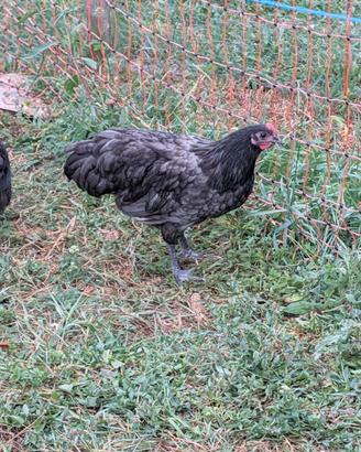 Galletti australorp