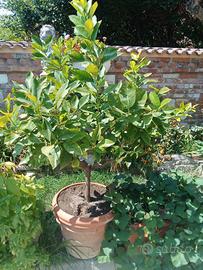 piante di limoni