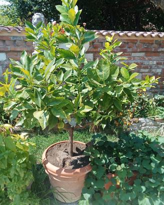 piante di limoni