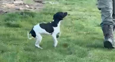 cucciolone bracco pointer 