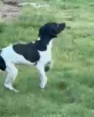 cucciolone bracco pointer 