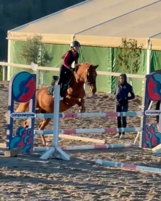 Pony Duchessa