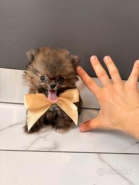 Volpino pomerania cuccioli DOLCISSIMI Toy