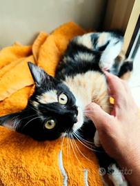 Jenny, gattina da adottare