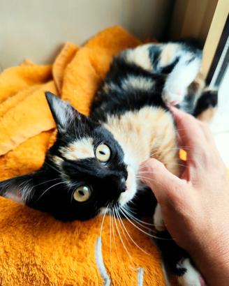 Jenny, gattina da adottare