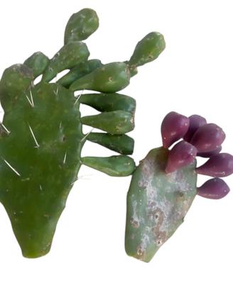 Pale opunthia