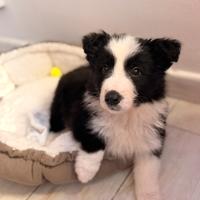 Cucciolo Border Collie