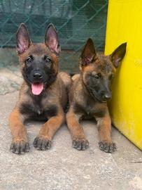 pastore belga malinois 