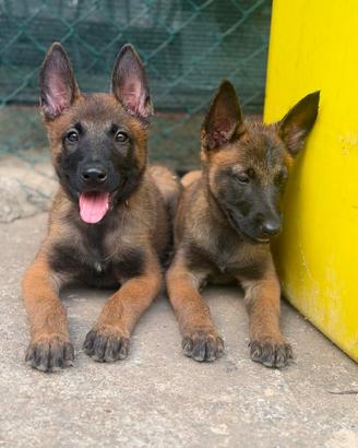 pastore belga malinois 