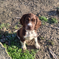 Cucciolo di springer spaniel