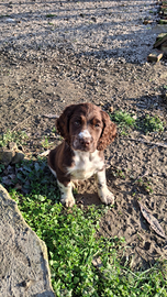 Cucciolo di springer spaniel