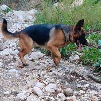 Disponibili cuccioli di pastore tedesco