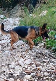 Disponibili cuccioli di pastore tedesco