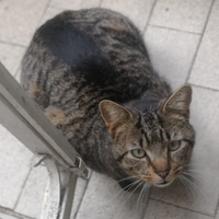 Com'è domestica o aiuto cucina