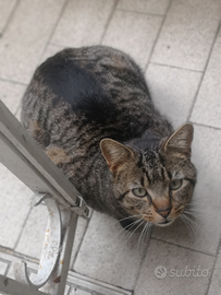 Com'è domestica o aiuto cucina