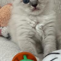 Cuccioli pura razza gatto siberiano su prenotazion