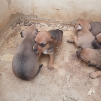 Incrocio Pinscher-jack russell