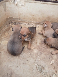 Incrocio Pinscher-jack russell