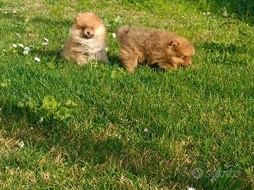 Cuccioli di spitz tedesco "piccolo" con pedigree