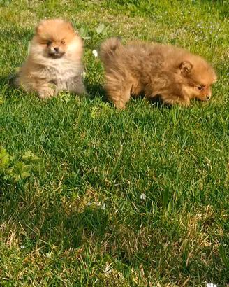 Cuccioli di spitz tedesco "piccolo" con pedigree