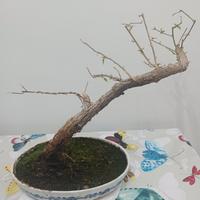 Bonsai di bouganville
