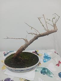 Bonsai di bouganville