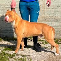 American pitbull terrier