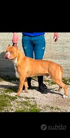 American pitbull terrier
