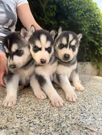 Siberian Husky con occhi azzurri