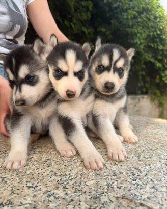 Siberian Husky con occhi azzurri