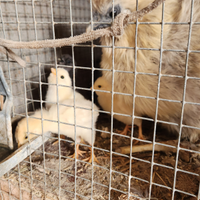 Pulcini con chioccia