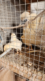 Pulcini con chioccia