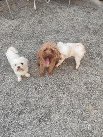 Barboncino e maltese