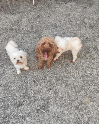 Barboncino e maltese
