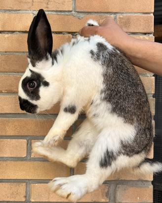Coniglio Papillion