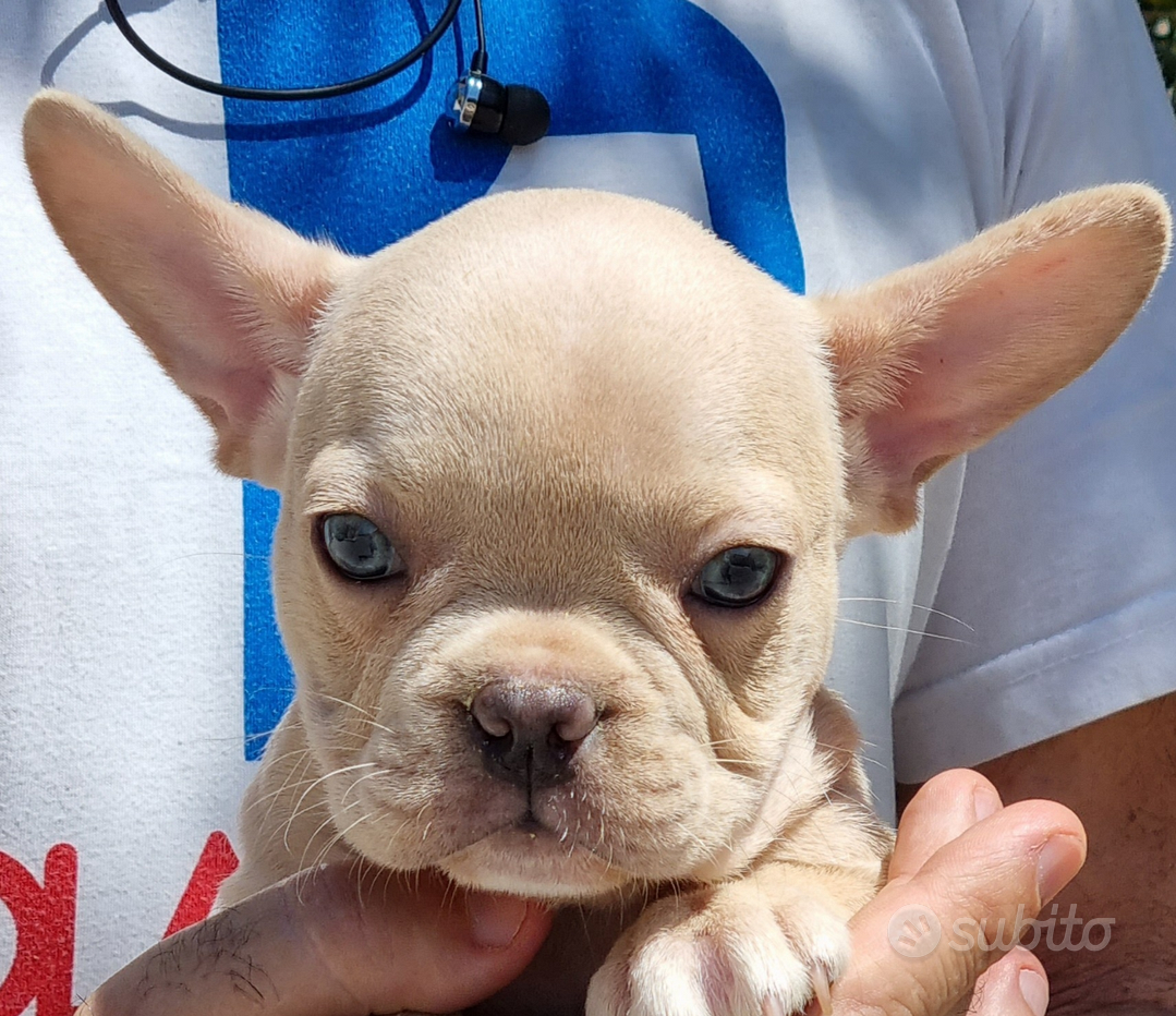 Grande animale imbottito Bulldog francese nero - Italy