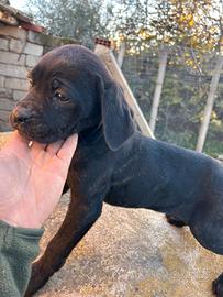 Cucciole cane corso