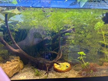 Piante e animali per acquario