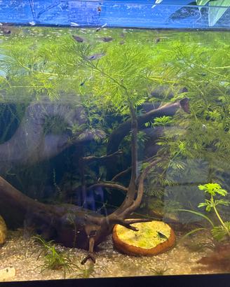 Piante e animali per acquario